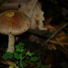 The Fungi world (60) : Deer mushroom
