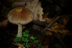 The Fungi world (60) : Deer mushroom