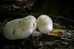 The Fungi world (61) : Brown Puffball