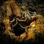 The Fungi world (62) : Turkey Tail