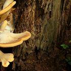 The Fungi world (63) : Oyster Rollrim