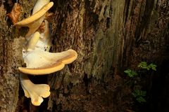 The Fungi world (63) : Oyster Rollrim