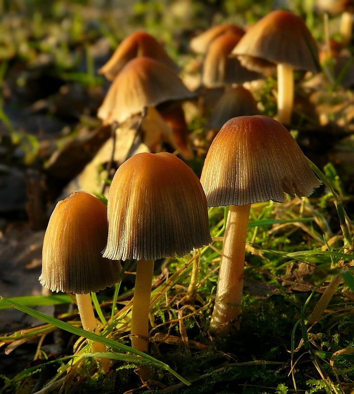 The Fungi world (64) : Glistening inkcap