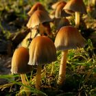 The Fungi world (64) : Glistening inkcap