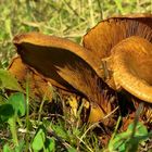 The Fungi world (65) : Paxillus rubicundulus