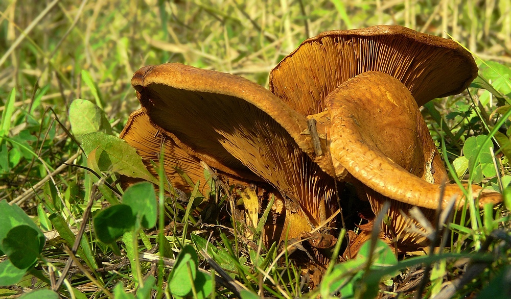 The Fungi world (65) : Paxillus rubicundulus