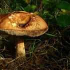 The Fungi world (66) : Bay bolete