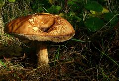 The Fungi world (66) : Bay bolete
