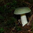 The Fungi world (67) : Green Brittlegill