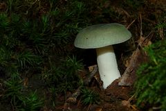 The Fungi world (67) : Green Brittlegill