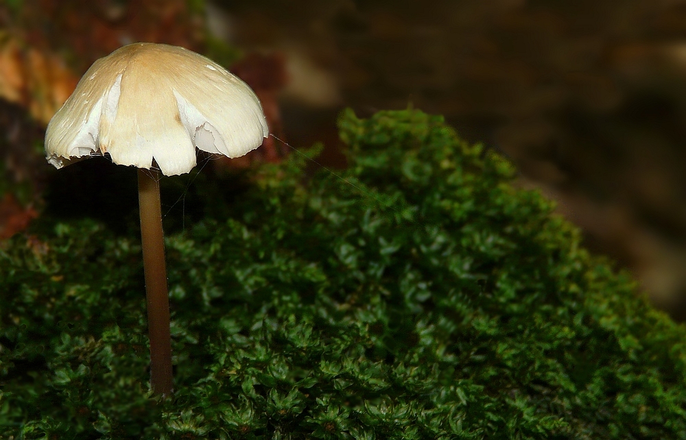 The Fungi World (68) : Garlic mushroom