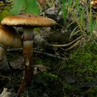 The Fungi world (69) : Girdled webcap