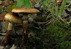 The Fungi world (69) : Girdled webcap