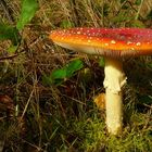 The Fungi world (7) : Fly agaric – two days later
