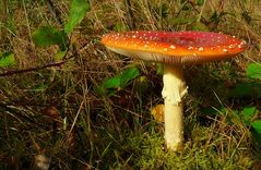 The Fungi world (7) : Fly agaric – two days later