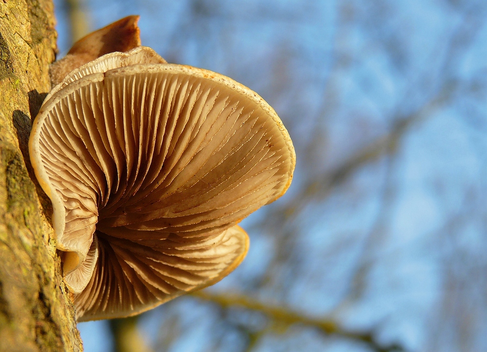 The Fungi world (70) : Oyster mushroom