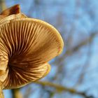 The Fungi world (70) : Oyster mushroom