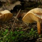 The Fungi world (71) : Birch Milkcap