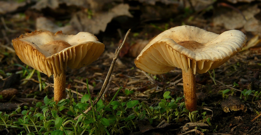 The Fungi world (71) : Birch Milkcap