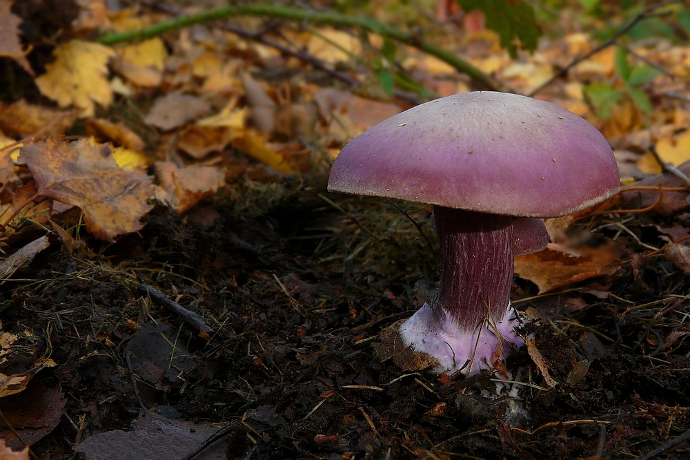 The Fungi world (72) : Lepista sordida var. lilacea