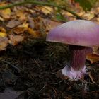 The Fungi world (72) : Lepista sordida var. lilacea