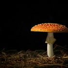 The Fungi world (73) : Fly Agaric