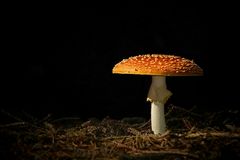 The Fungi world (73) : Fly Agaric