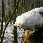 The Fungi world (74) : Birch polypore