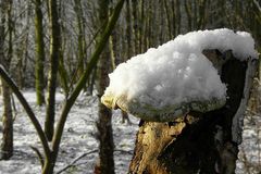 The Fungi world (74) : Birch polypore