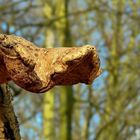 The Fungi world (75) : Birch polypore.