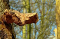 The Fungi world (75) : Birch polypore.