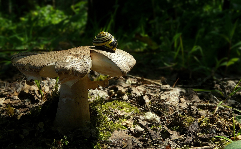 The Fungi World (76) : Panther Cap