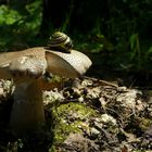 The Fungi World (76) : Panther Cap