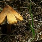 The Fungi World (77) : Straw Fibrecap
