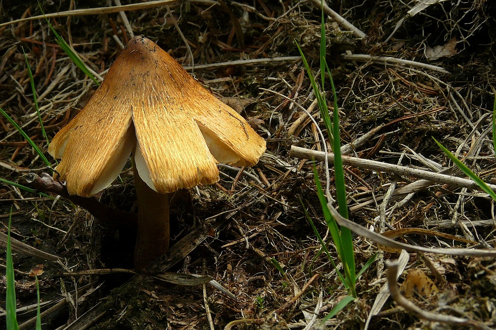 The Fungi World (77) : Straw Fibrecap