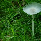 The Fungi World (78) : Pleated Inkcap