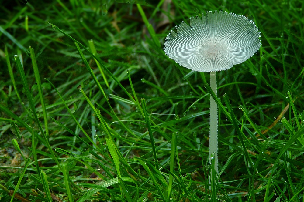 The Fungi World (78) : Pleated Inkcap