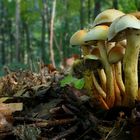 The Fungi World (79) : Sulphur Tuft