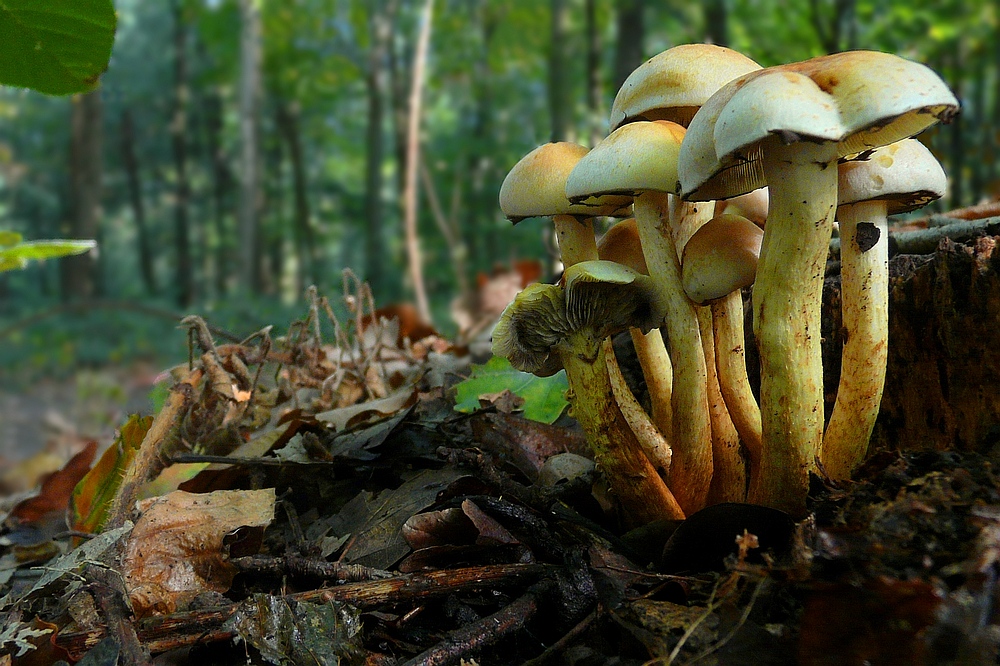 The Fungi World (79) : Sulphur Tuft