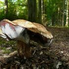 The Fungi world (8) : Bay bolete