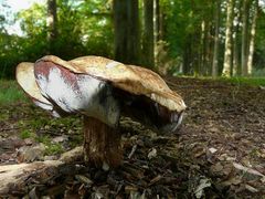 The Fungi world (8) : Bay bolete