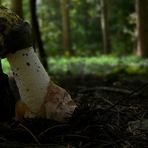 The Fungi World (80) : Stinkhorn