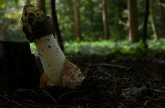The Fungi World (80) : Stinkhorn