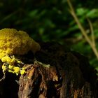 The Fungi World (81) : Dog Vomit Slime Mold