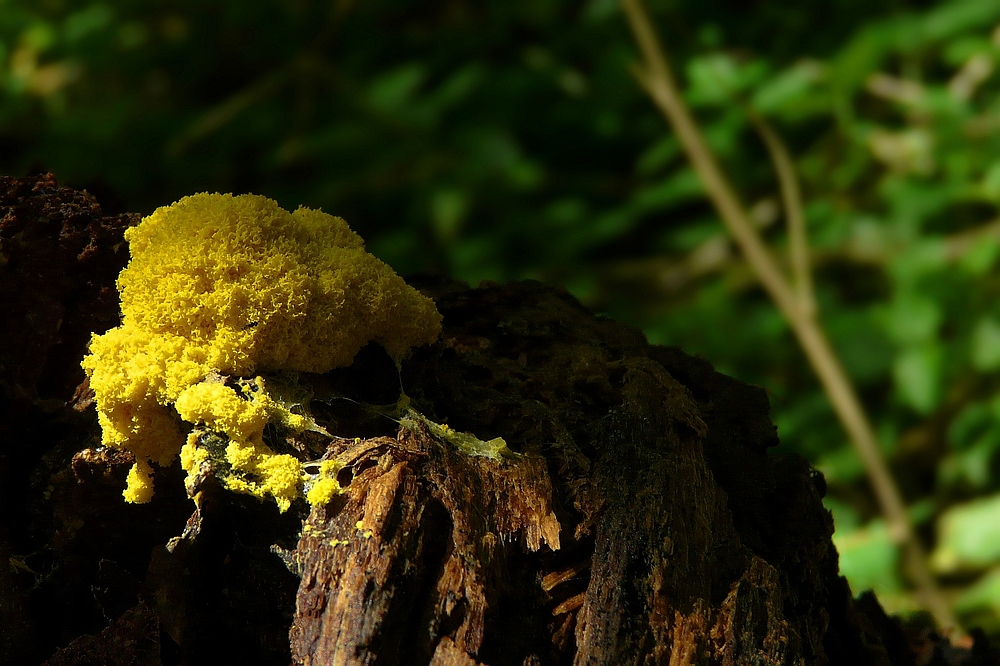 The Fungi World (81) : Dog Vomit Slime Mold