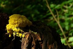 The Fungi World (81) : Dog Vomit Slime Mold