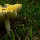 The Fungi World (82) : Yellow Swamp Brittlegill