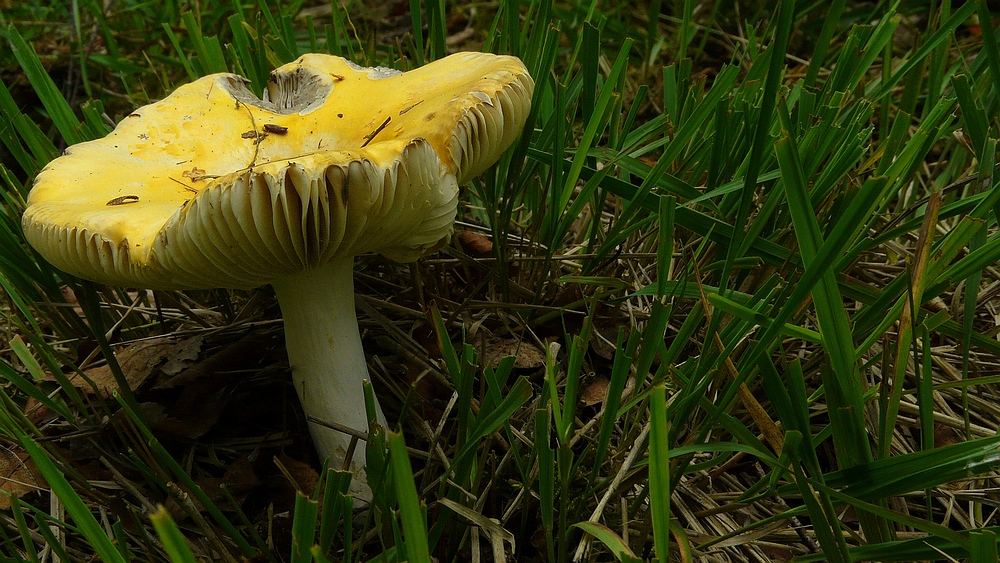 The Fungi World (82) : Yellow Swamp Brittlegill