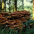 The Fungi world (83) : Honey Fungus
