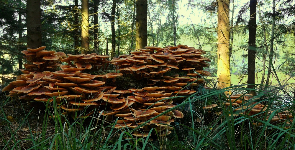 The Fungi world (83) : Honey Fungus